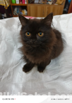 Persian male cat traditional